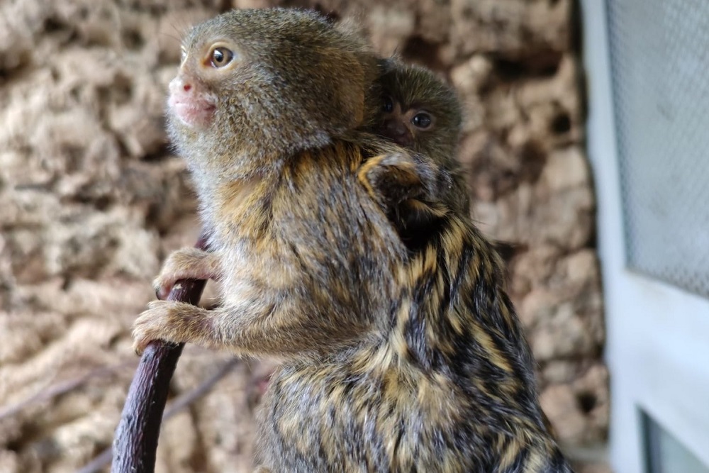 W Śląskim Ogrodzie Zoologicznym w Chorzowie urodziła się najmniejsza małpa świata