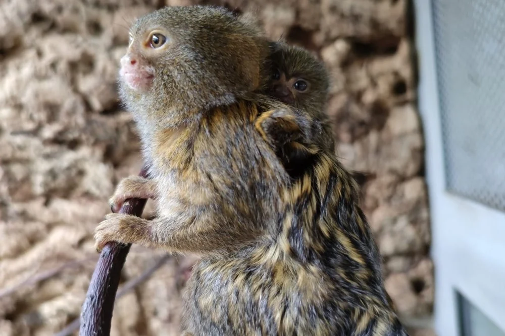 W Śląskim Ogrodzie Zoologicznym w Chorzowie urodziła się najmniejsza małpa świata
