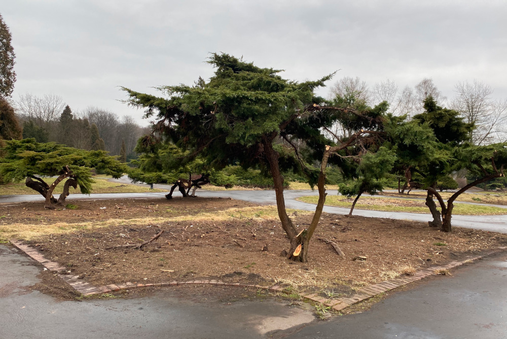 Iglaki w Parku Śląskim poszły pod topór. Społecznicy porażeni skalą tzw. prześwietlania