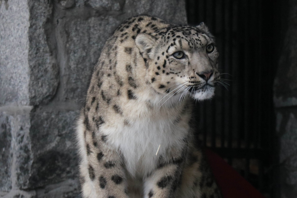 Śnieżna pantera zwiała z chorzowskiego zoo? Na szczęście to tylko ćwiczenia
