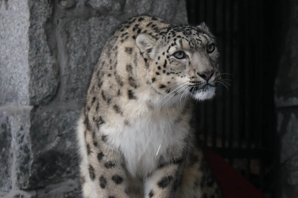 Śnieżna pantera zwiała z chorzowskiego zoo? Na szczęście to tylko ćwiczenia