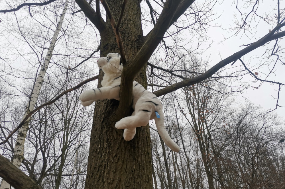 Śnieżna pantera zwiała z chorzowskiego zoo? Na szczęście to tylko ćwiczenia