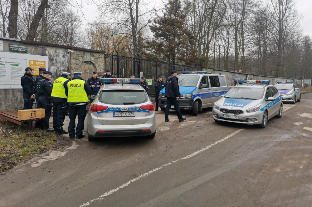 Śnieżna pantera zwiała z chorzowskiego zoo? Na szczęście to tylko ćwiczenia