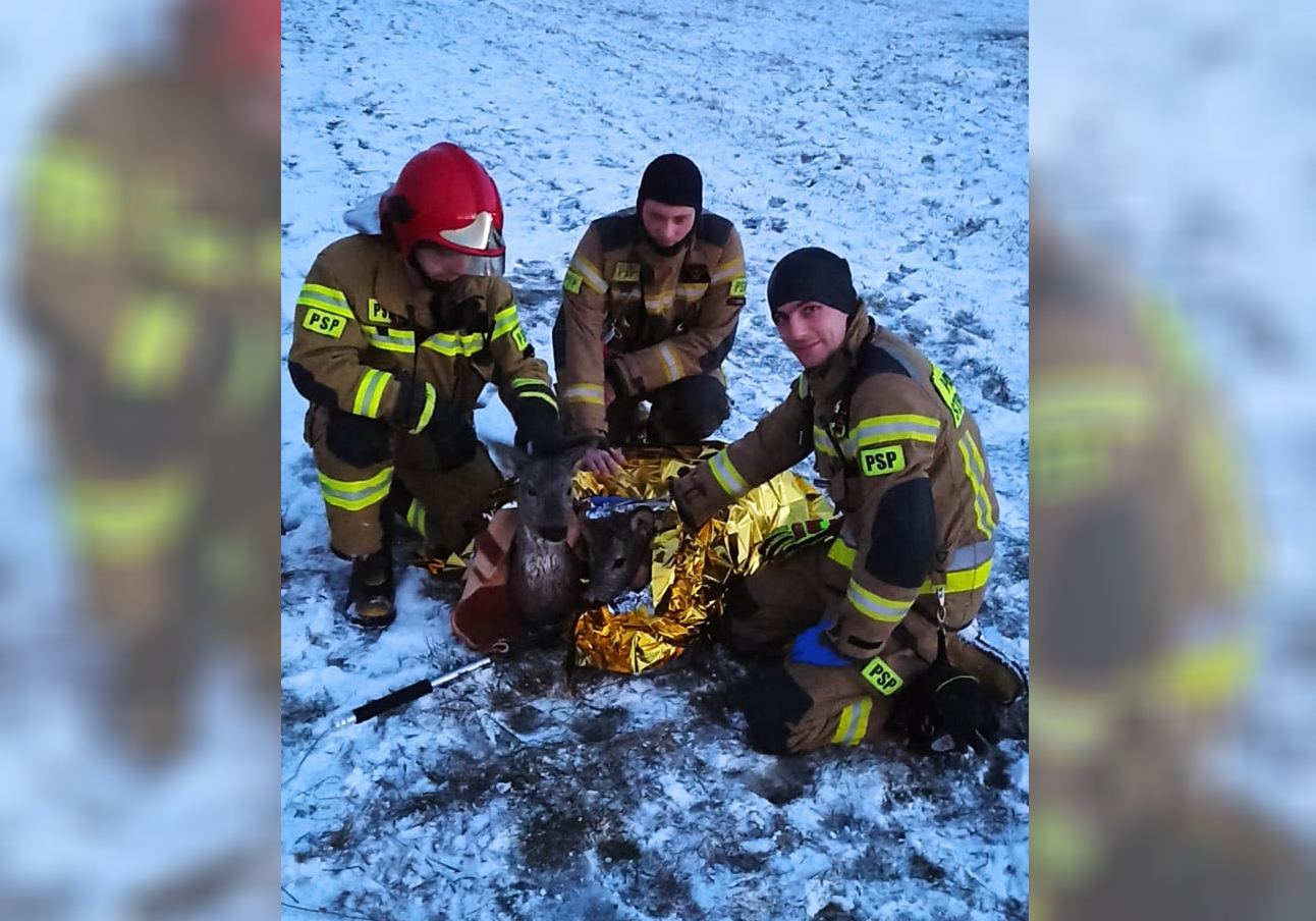 Strażacy uratowali sarny, pod którymi zarwał się lód