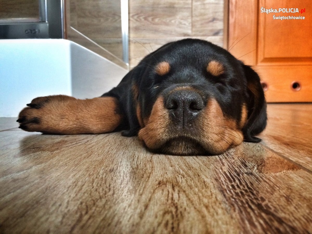 Bierzesz odpowiedzialność za swojego psa