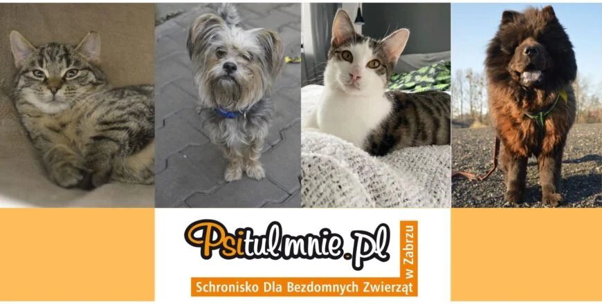 Nie kupuj – zaadoptuj!