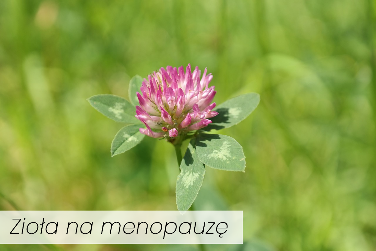 Zioła na menopauzę – naturalna pomoc