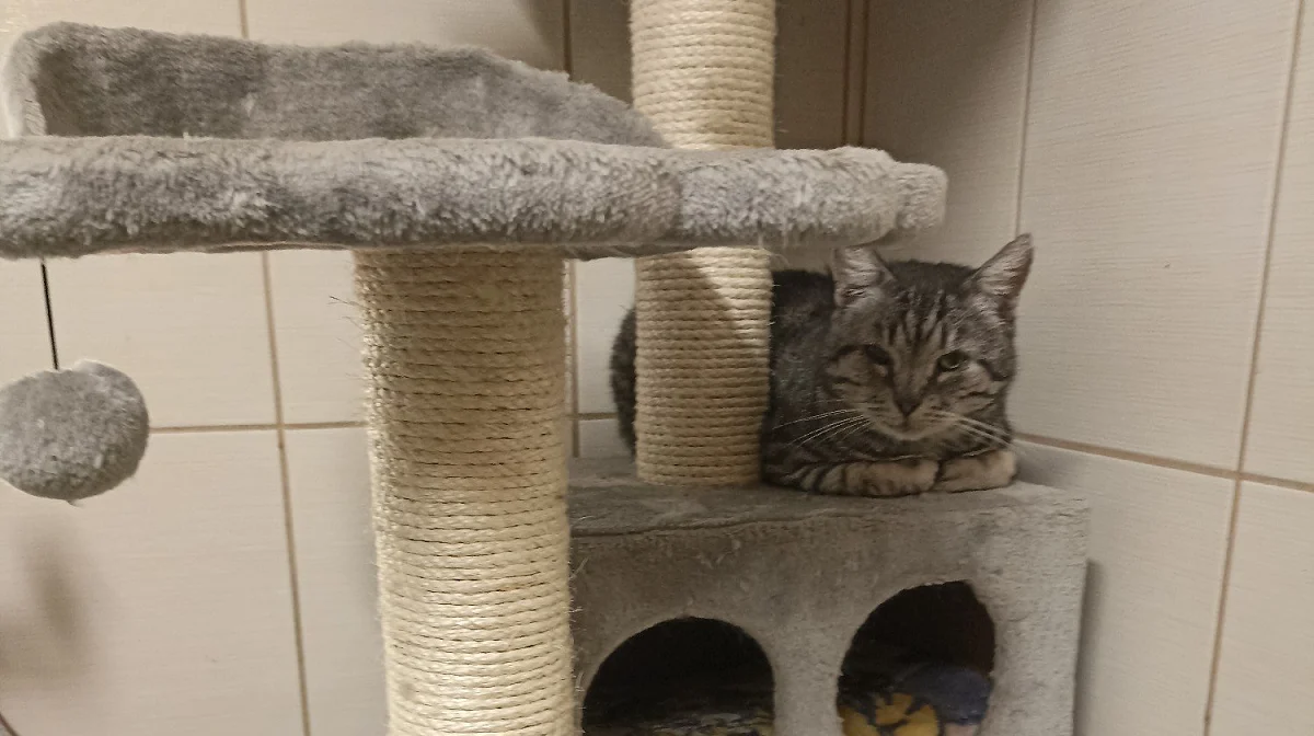 Podopieczni schroniska "Psitul Mnie" potrzebują nowych drapaków. Trwa internetowa zbiórka!