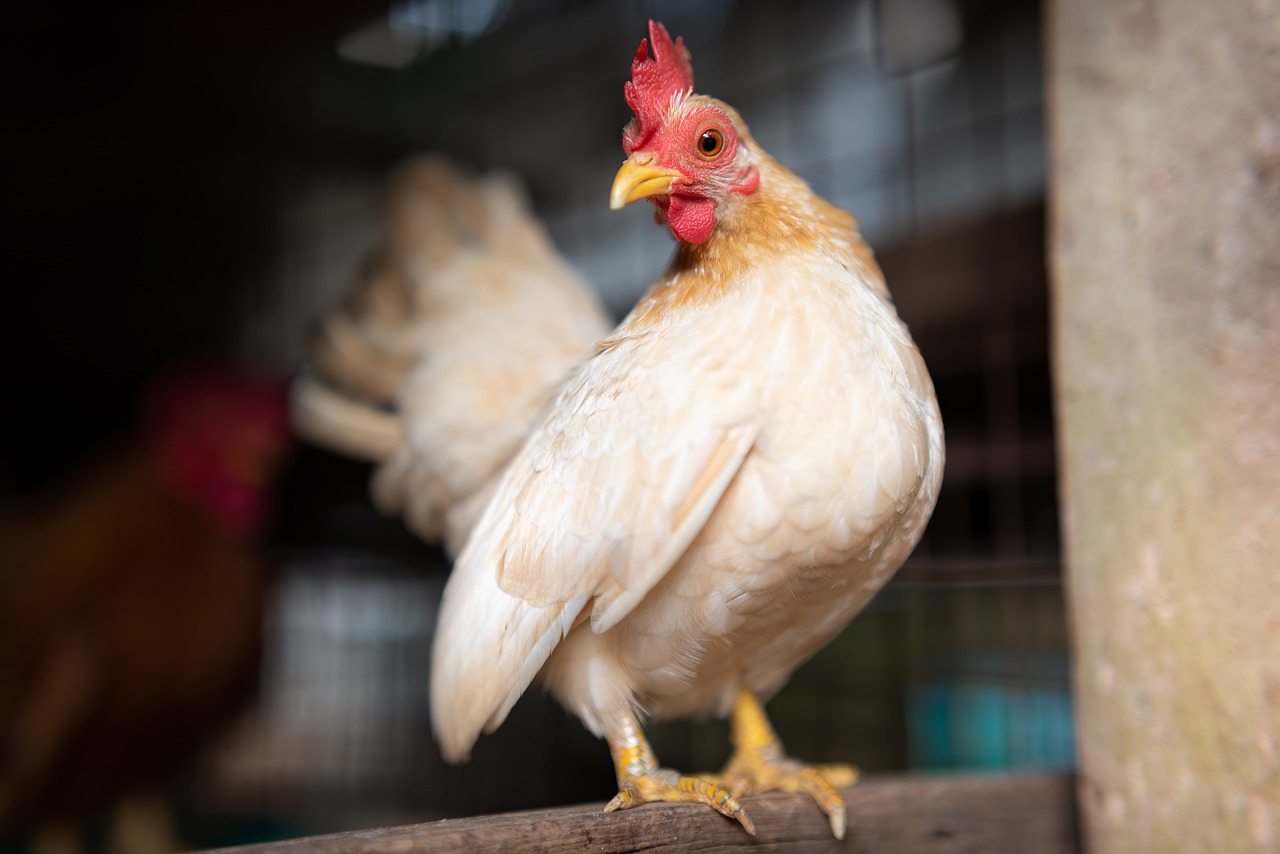 W Rudzie Śląskiej wykryto ptasią grypę! Wprowadzono obostrzenia