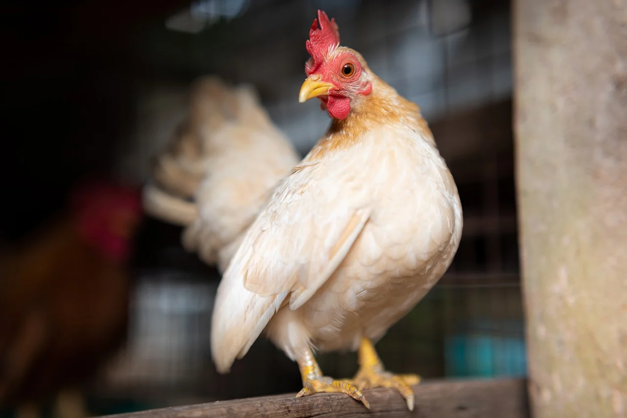 W Rudzie Śląskiej wykryto ptasią grypę! Wprowadzono obostrzenia