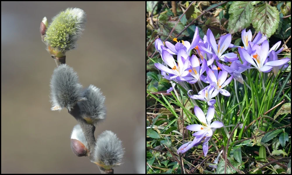 Pierwsze oznaki wiosny w Rudzie Śląskiej. Zobaczcie zdjęcia!