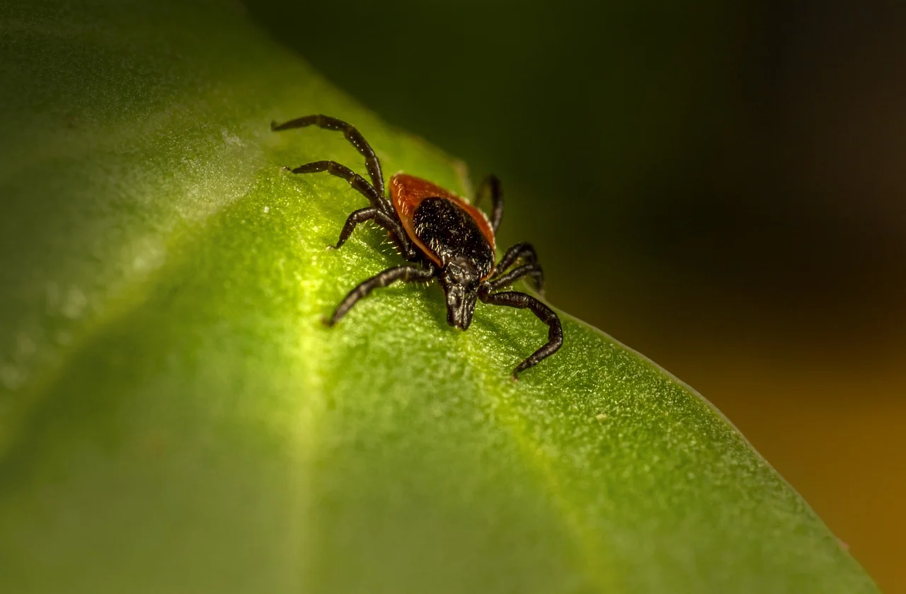 Choroby przenoszone przez kleszcze: 5 zasad jak przed nimi się ochronić