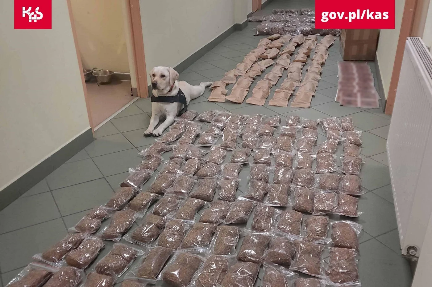 Ruda Śląska centrum przemytu tytoniu: 55 kg nielegalnych wyrobów w sortowni przesyłek