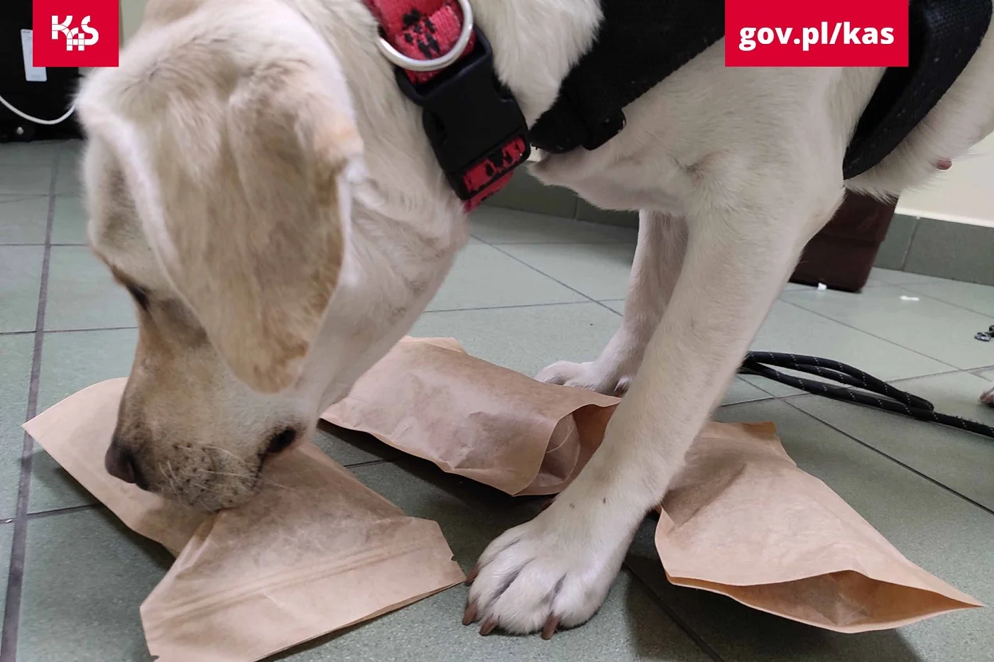 Ruda Śląska centrum przemytu tytoniu: 55 kg nielegalnych wyrobów w sortowni przesyłek