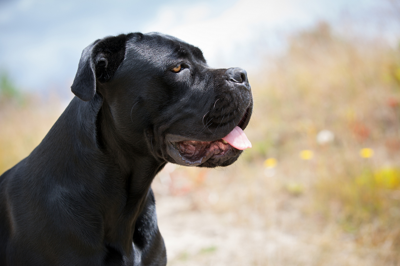 Cane corso – jaką karmę wybrać dla tego psa?