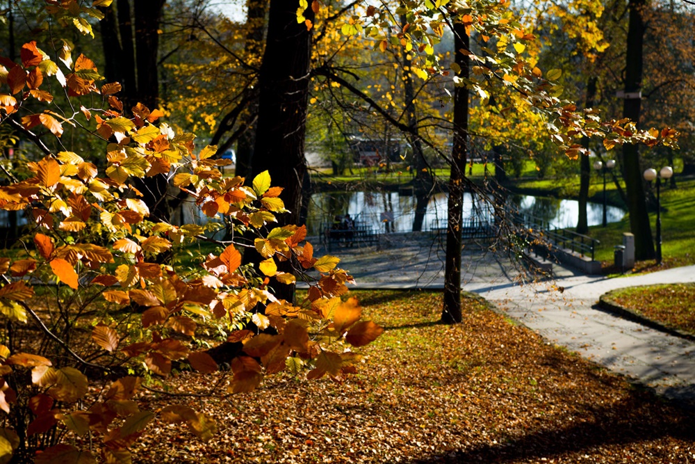 Wytyczne pielęgnacji i ochrony drzew i krzewów na terenie miasta Wodzisław Śląski