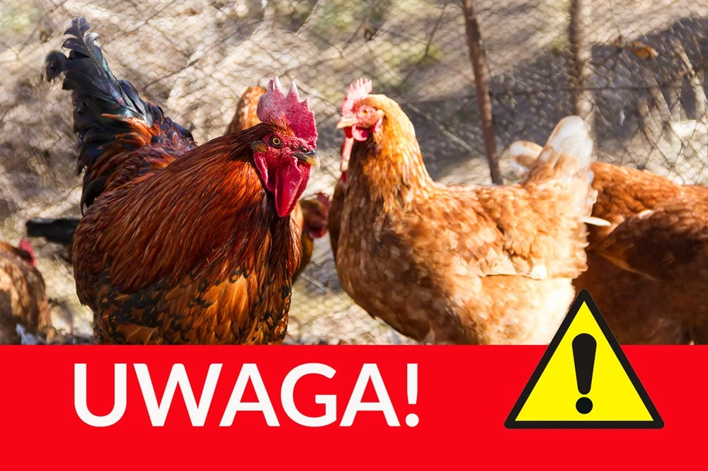 Ważna informacja dla posiadaczy drobiu. Grypa ptaków w Łaziskach Górnych!
