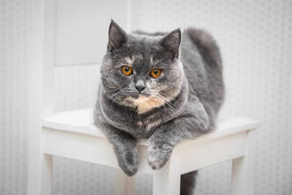 Bezpłatna sterylizacja/kastracja i znakowanie kotów i psów w Tychach