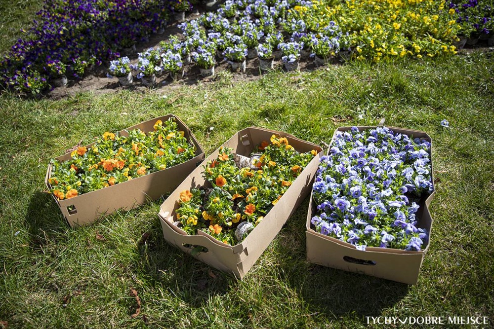 Trwają wiosenne nasadzenia w Tychach. Gdzie zrobi się zielono?