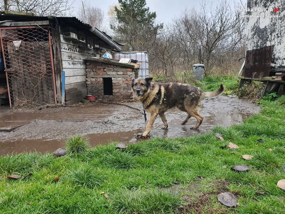 Usłyszał zarzuty za znęcanie się nad psami. Czworonogi trafiły do schroniska!