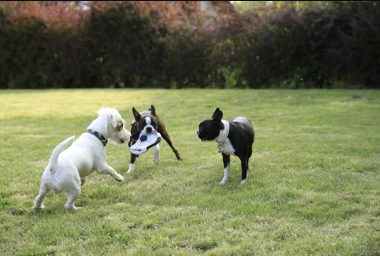 Jak wybrać hotel dla psów?