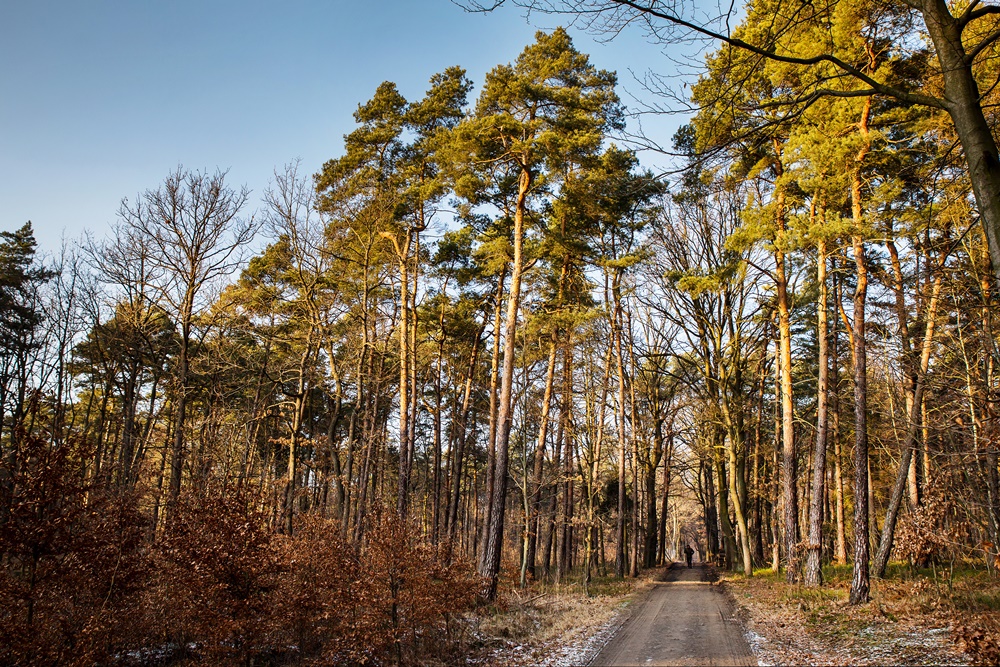 "Sprzątamy las. Dla nas!". Akcja sprzątania lasu w Gliwicach