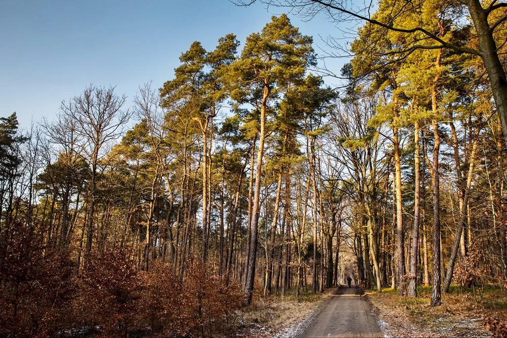 "Sprzątamy las. Dla nas!". Akcja sprzątania lasu w Gliwicach