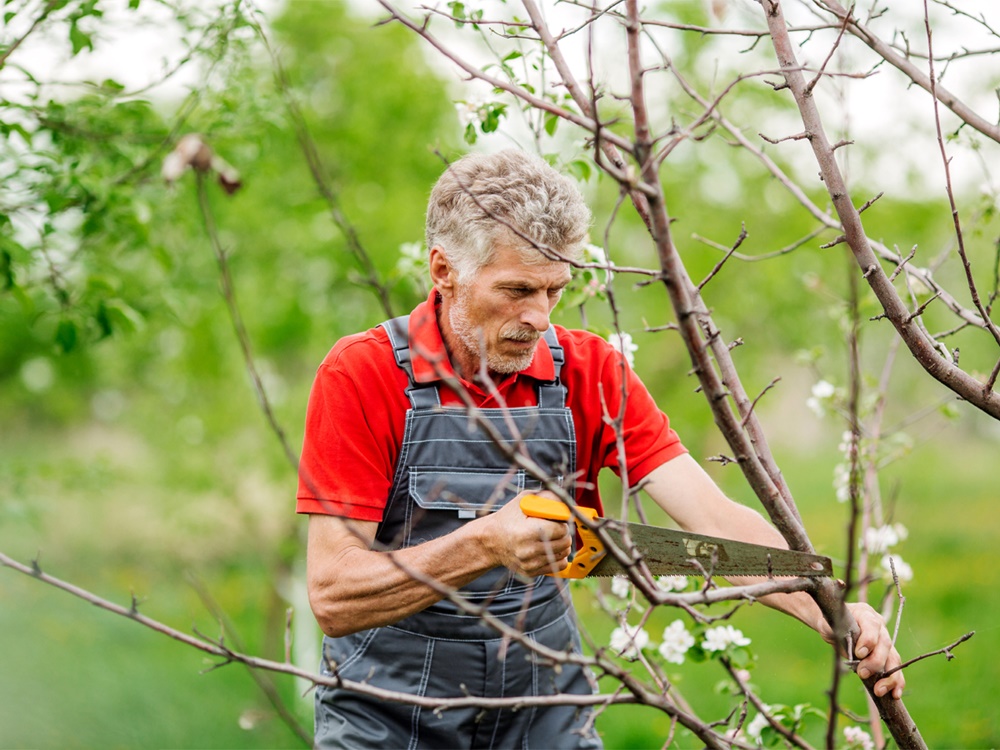 PielęgnujeMY drzewa – mądrze! Przycinka drzew w Gliwicach