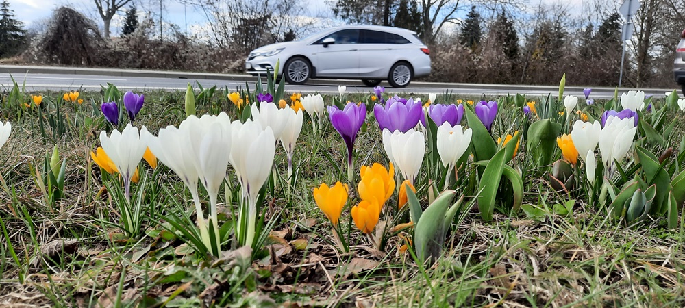 #ZieloneGliwice czas start. Rozpoczął się sezon nasadzeń