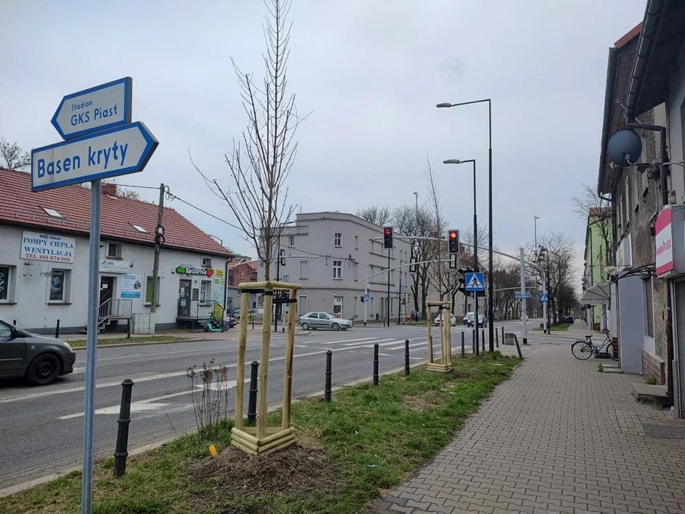 Przybywa drzew w Gliwicach. Gdzie zrobiło się zielono?