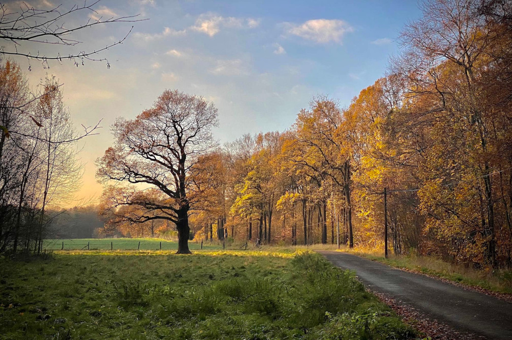 Dołącz do sprzątania bytomskich lasów