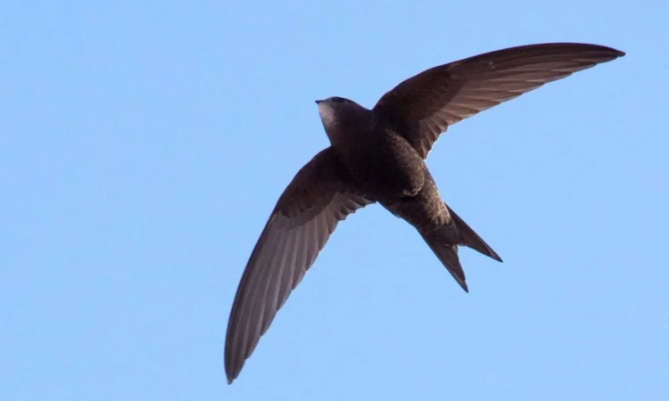 Sosnowiec ponownie stawia na jerzyki. Rozdanie budek lęgowych w walce z komarami