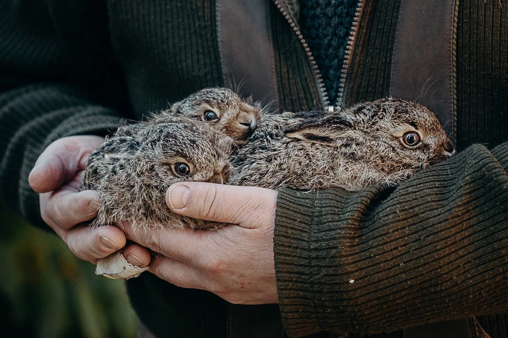 Leśne Pogotowie z apelem w sprawie zajączków. Ośrodek otrzymuje coraz więcej młodych