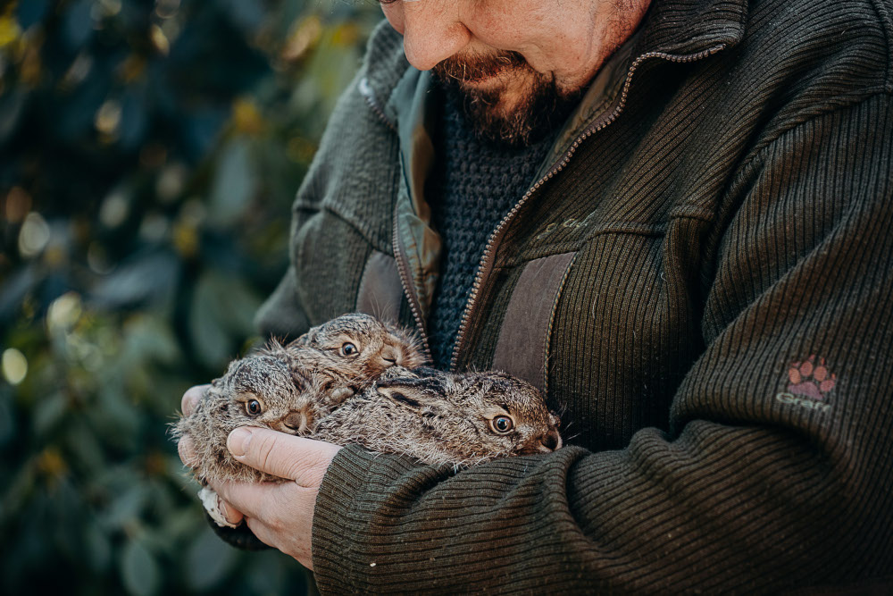 Leśne Pogotowie z apelem w sprawie zajączków. Ośrodek otrzymuje coraz więcej młodych