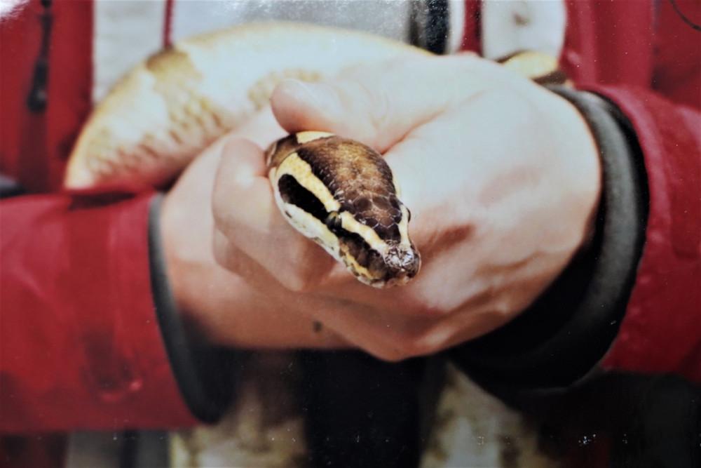 Mikołów: 42-latka z zarzutami za znęcanie się. Ofiarą mikołowianki... pyton królewski