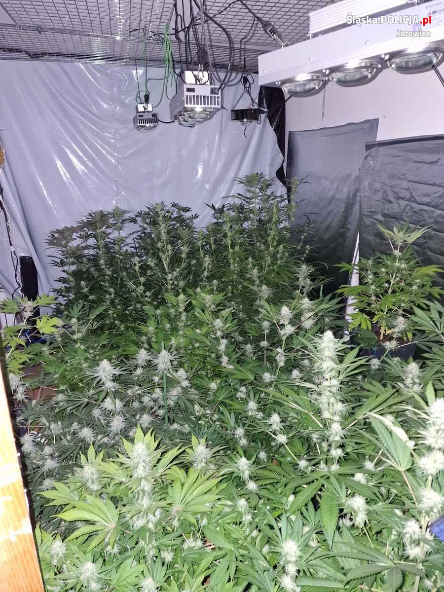 Katowiccy policjanci zlikwidowali domową uprawę marihuany