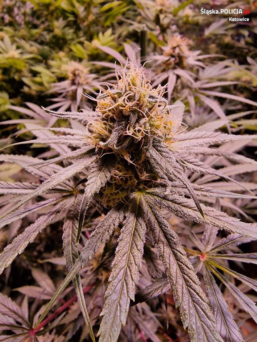 Katowiccy policjanci zlikwidowali domową uprawę marihuany