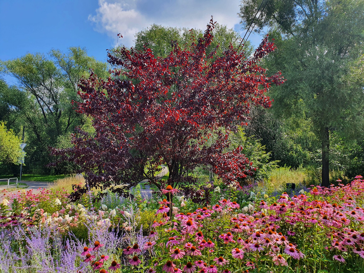 Kolejna edycja Zielonego Budżetu w Katowicach!