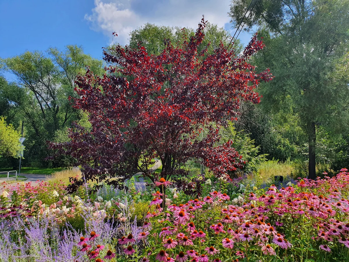 Kolejna edycja Zielonego Budżetu w Katowicach!