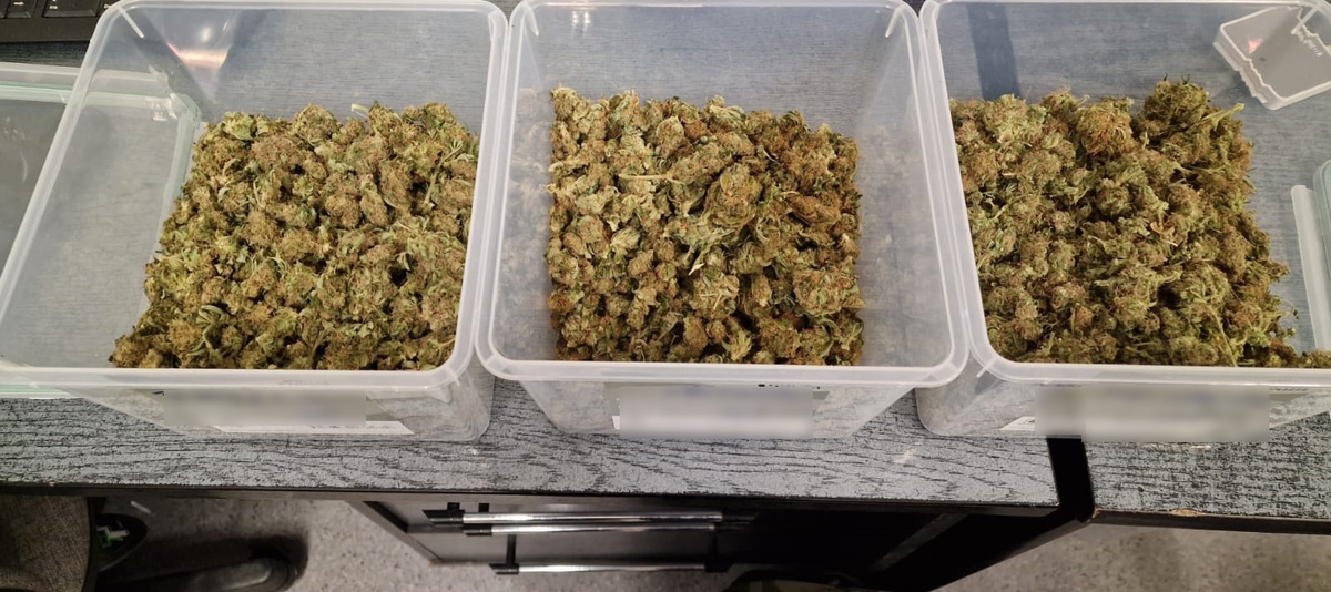 W Katowicach zlikwidowano kolejną domową plantację marihuany