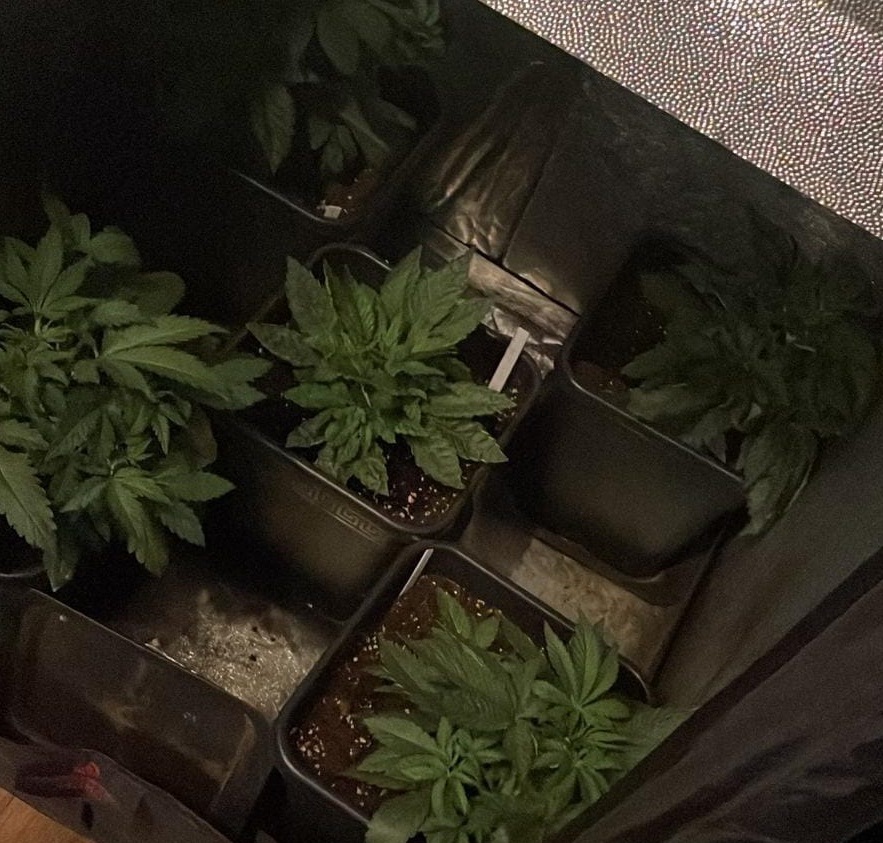 W Katowicach zlikwidowano kolejną domową plantację marihuany