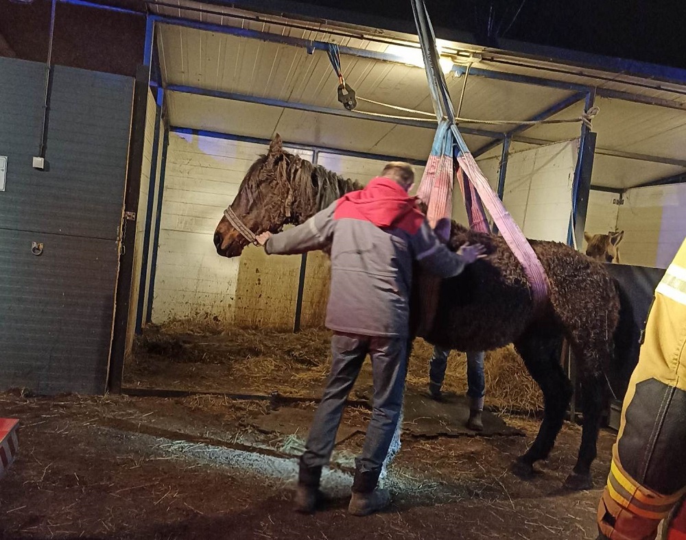 Katowice: Strażacy z OSP w Szopienicach w środku nocy pomogli schorowanemu koniowi