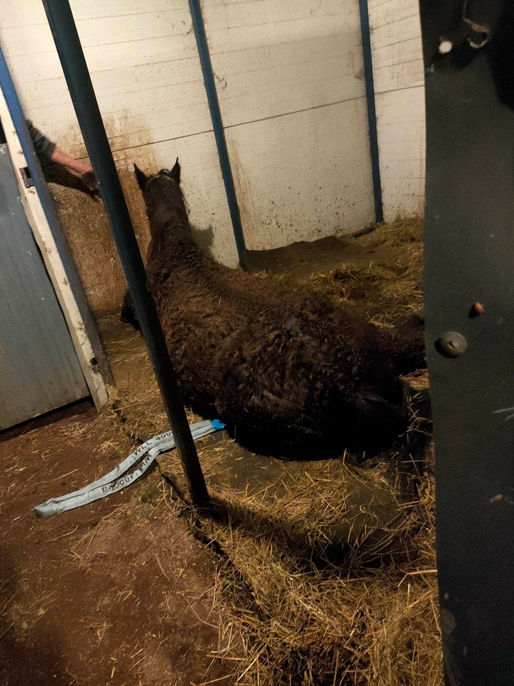 Katowice: Strażacy z OSP w Szopienicach w środku nocy pomogli schorowanemu koniowi