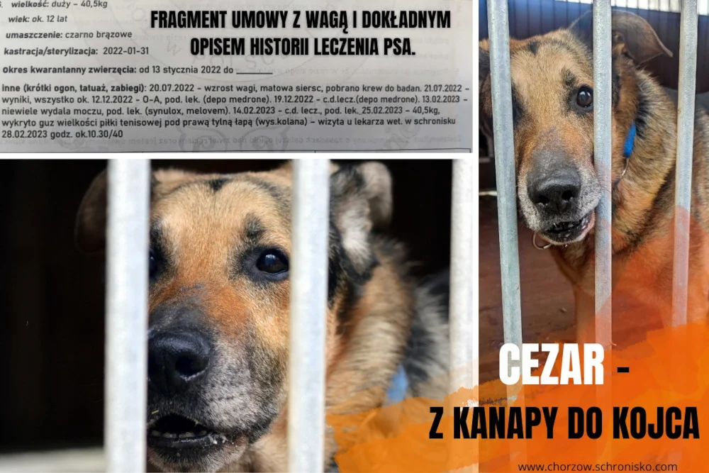 Bulwersująca sytuacja w chorzowskim schronisku. Historia Cezara chwyta za serce