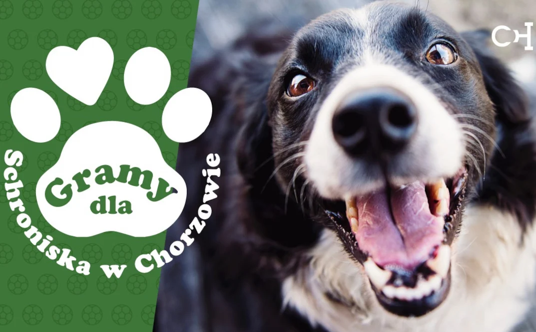 Chorzów: 18 marca wyjątkowy mecz na rzecz schroniska. Samorządowcy kontra dziennikarze