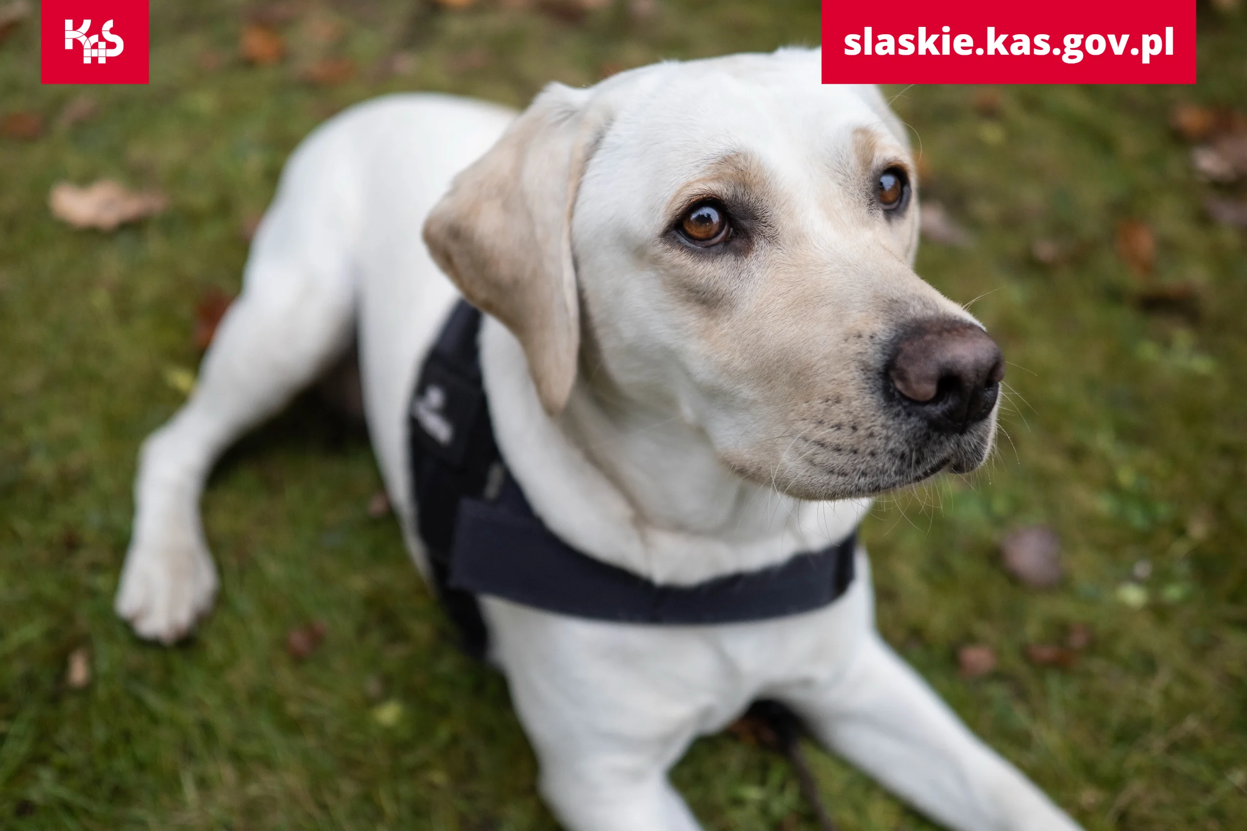 Labradorka Beti pomogła w wykryciu nielegalnych papierosów w Siemianowicach Śląskich