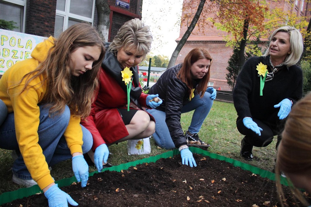 Pola Nadziei w Rudzie Śląskiej: Żonkile jako symbol nadziei i wsparcia Hospicjum Domowego