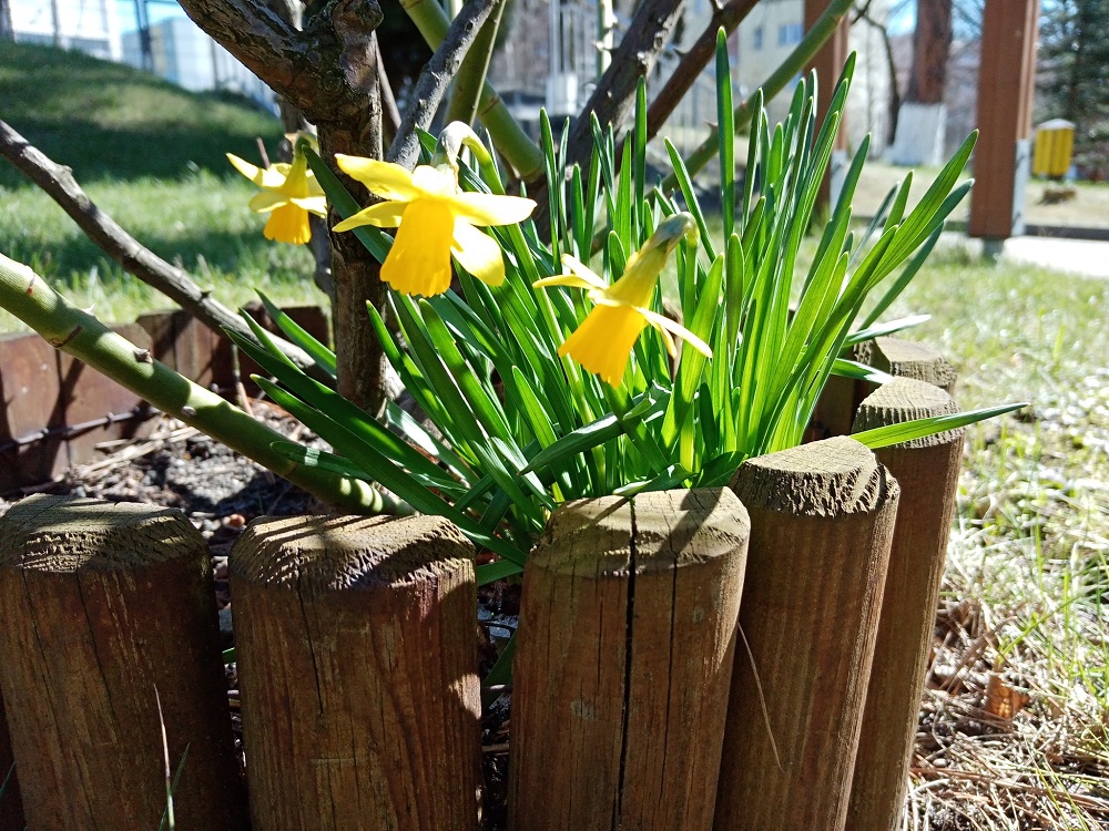 Pola Nadziei w Rudzie Śląskiej: Żonkile jako symbol nadziei i wsparcia Hospicjum Domowego