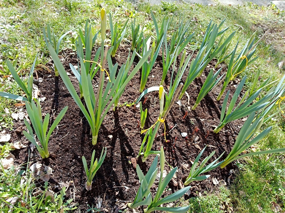 Pola Nadziei w Rudzie Śląskiej: Żonkile jako symbol nadziei i wsparcia Hospicjum Domowego