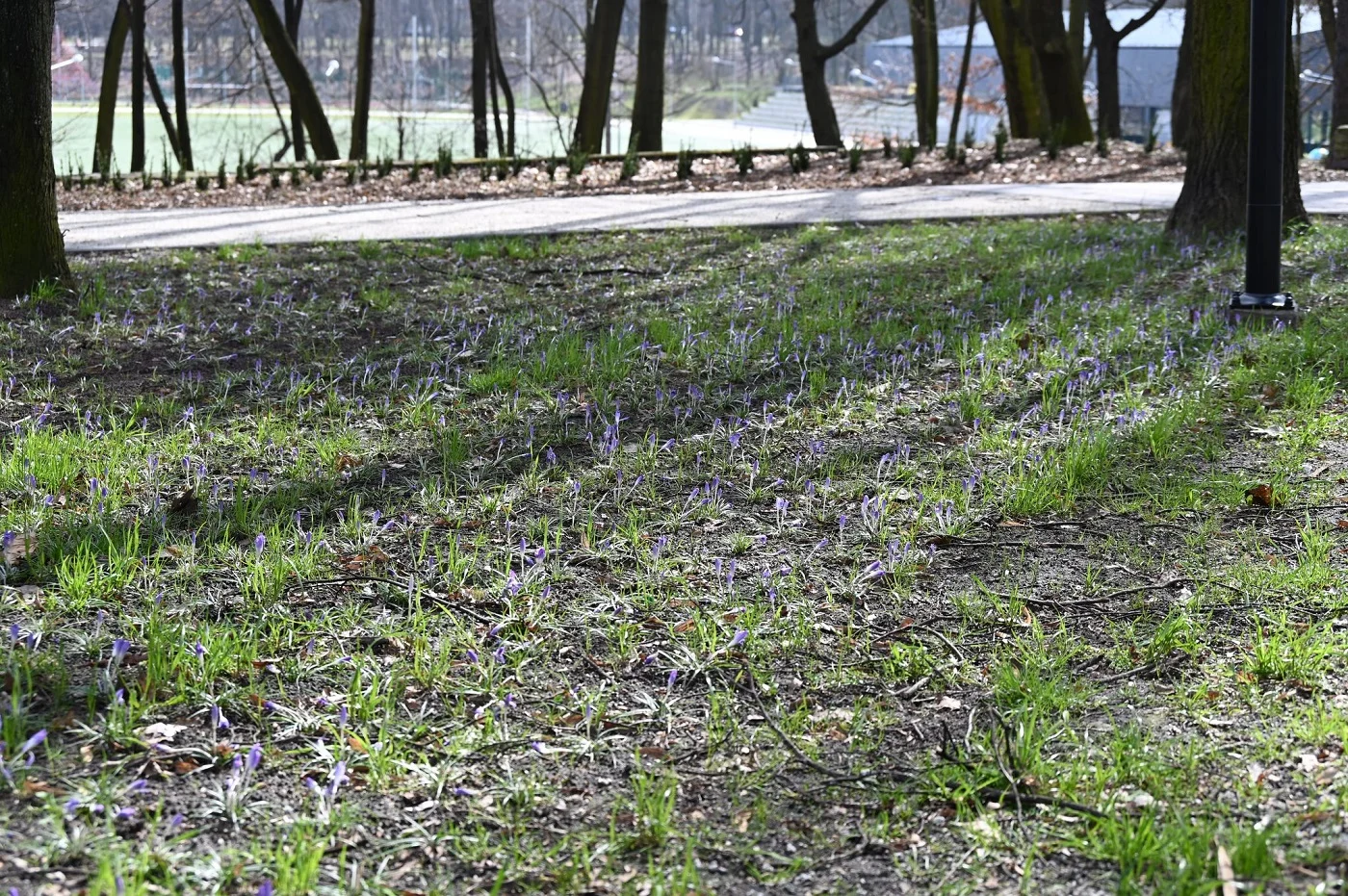 Ruda Śląska: Park Młodzieży i orzegowskie planty odzyskały swój blask!